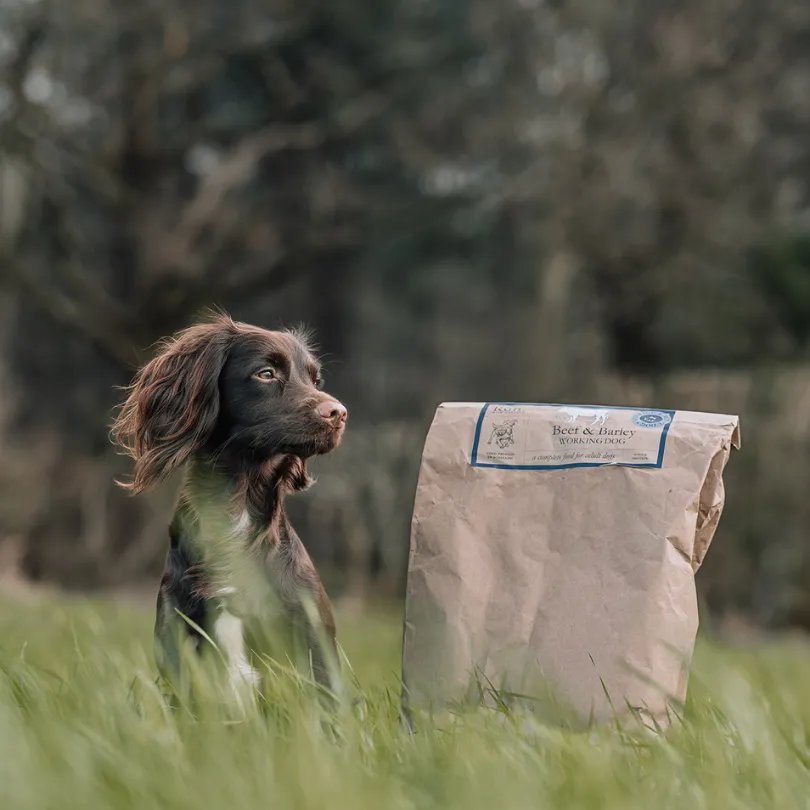 Beef - Working Dog