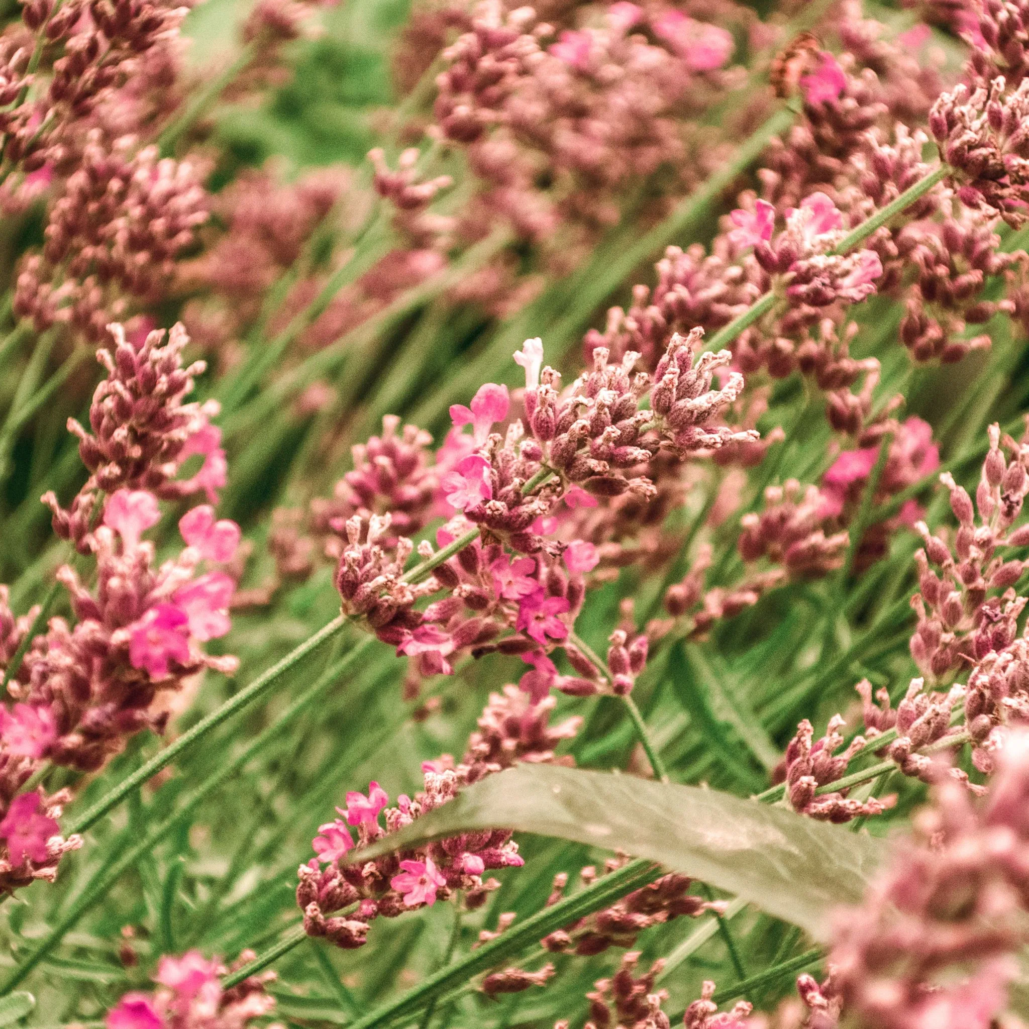 Lavender angustifolia rosea (pink) 9cm