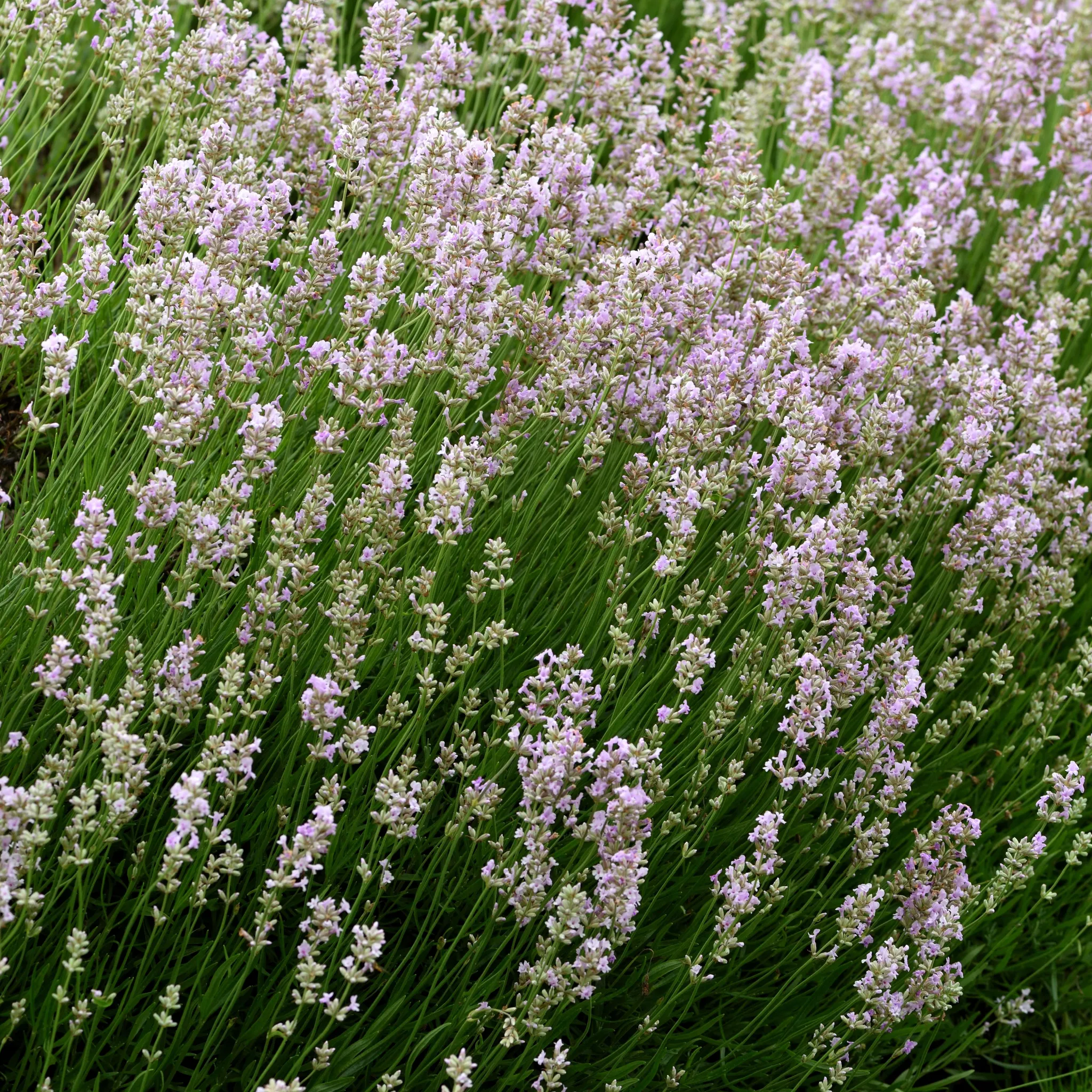 Lavender angustifolia rosea (pink) 9cm